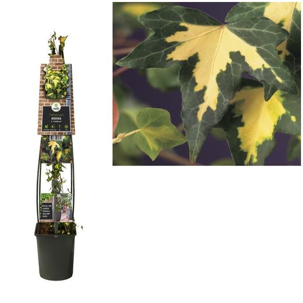 Hedera H.  Goldheart  +3.0 Label - Ø23cm - ↕115cm
