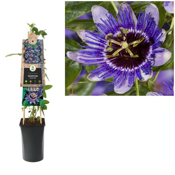 Passiflora  Purple Haze  +3.0 Label - Ø17cm - ↕75cm