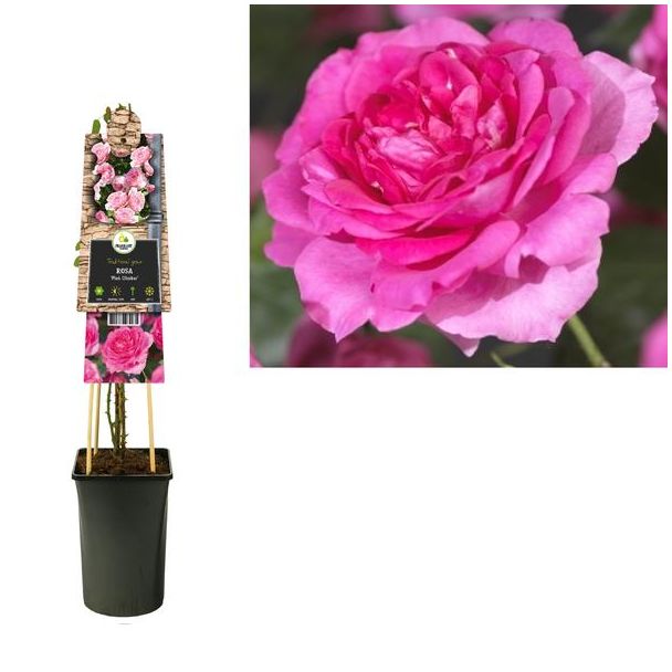 Rosa  Pink Climber  +3.0 Label - Ø17cm - ↕75cm