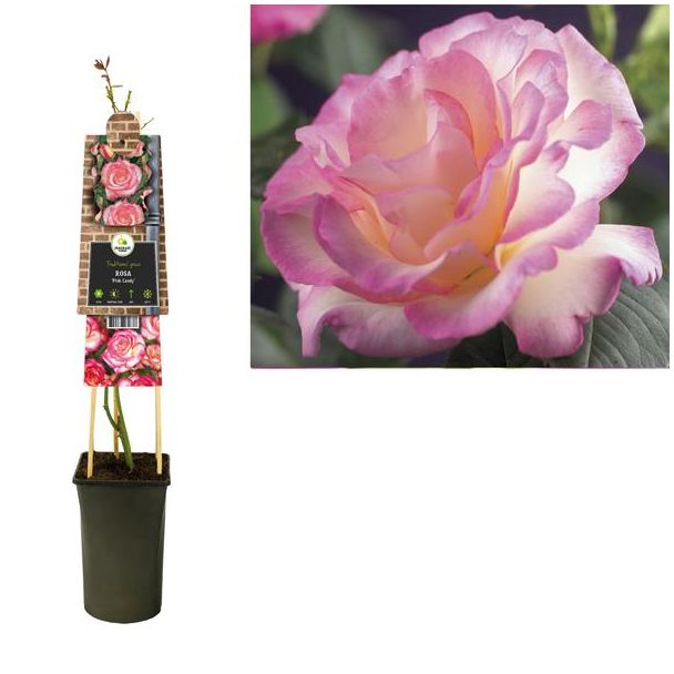 Rosa  Pink Candy  +3.0 Label - Ø17cm - ↕75cm