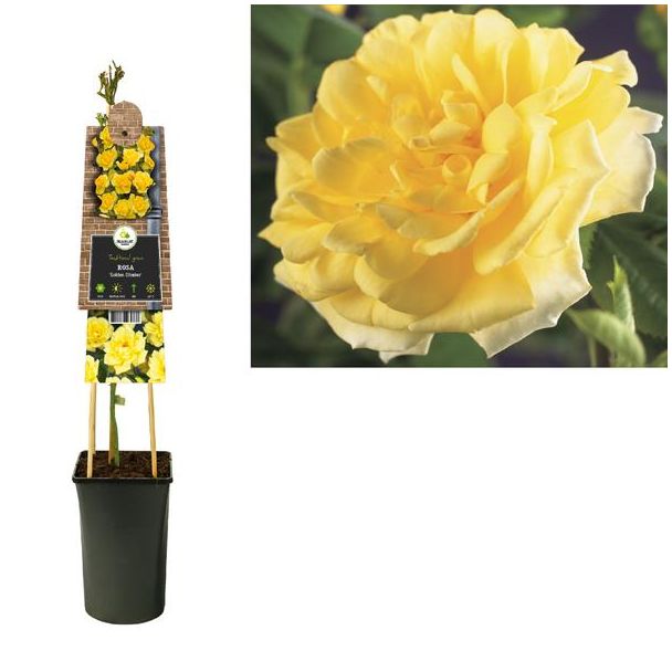 Rosa  Golden Climber  +3.0 Label - Ø17cm - ↕75cm