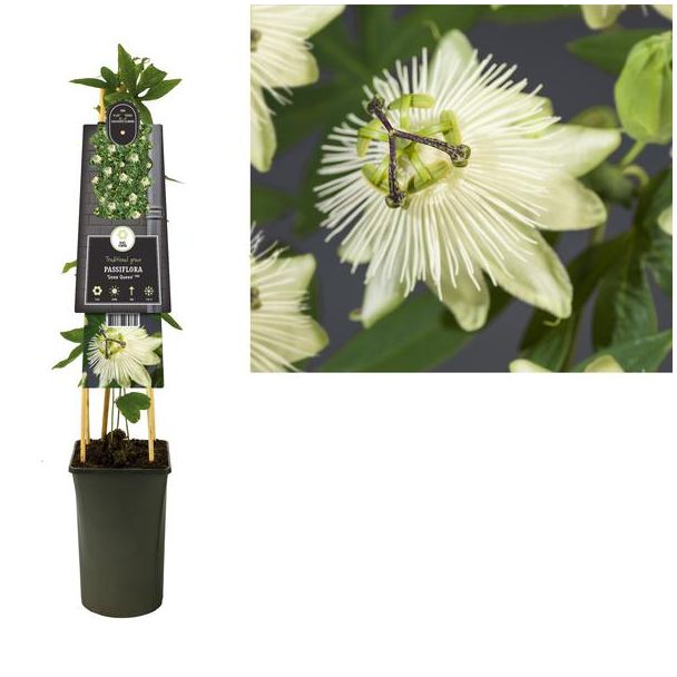 Passiflora  Snow Queen  PBR +3.0 Label - Ø17cm - ↕75cm