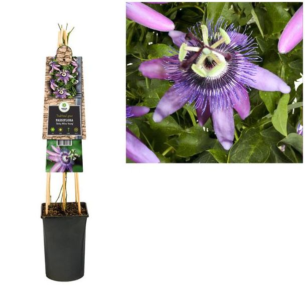 Passiflora  Betty Miles Young  +3.0 Label - Ø17cm - ↕75cm