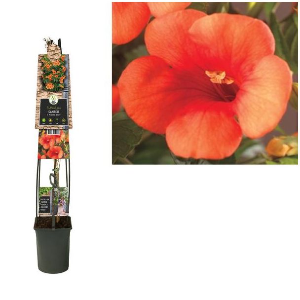 Campsis T.  Madame Galen  +3.0 Label - Ø23cm - ↕115cm