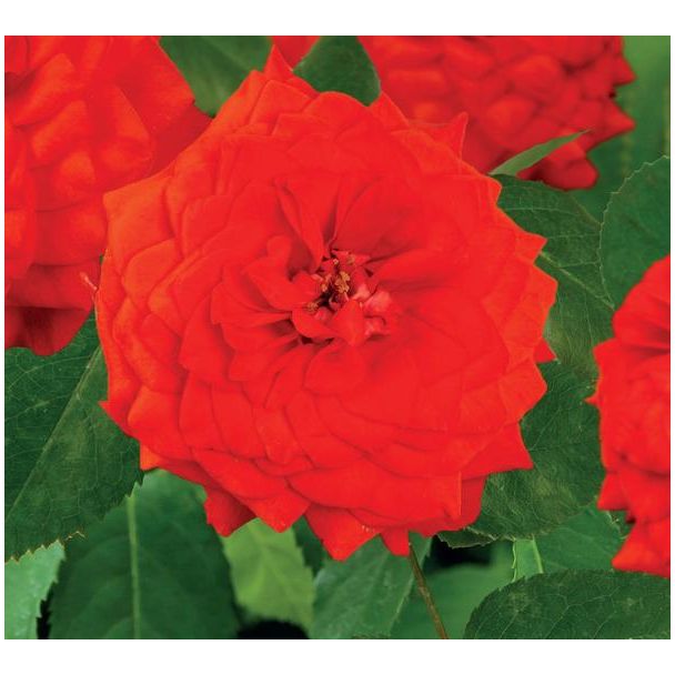 Rosa  Superb Queen  +3.0 Label - Ø15cm - ↕65cm
