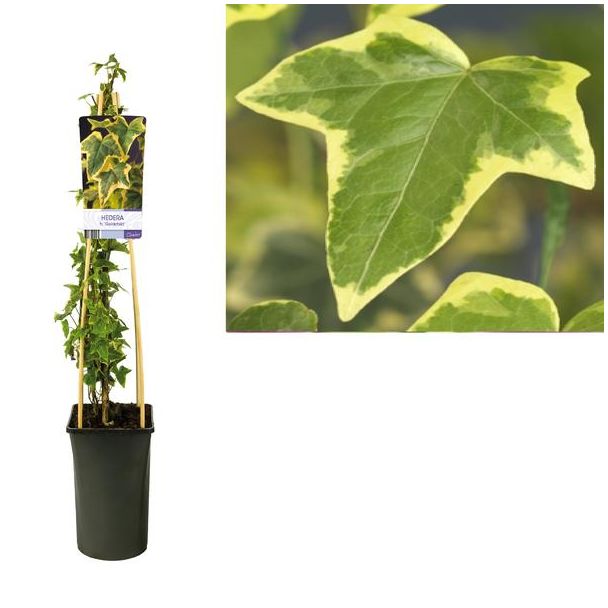 Hedera H.  Goldchild  Ø17cm - ↕75cm