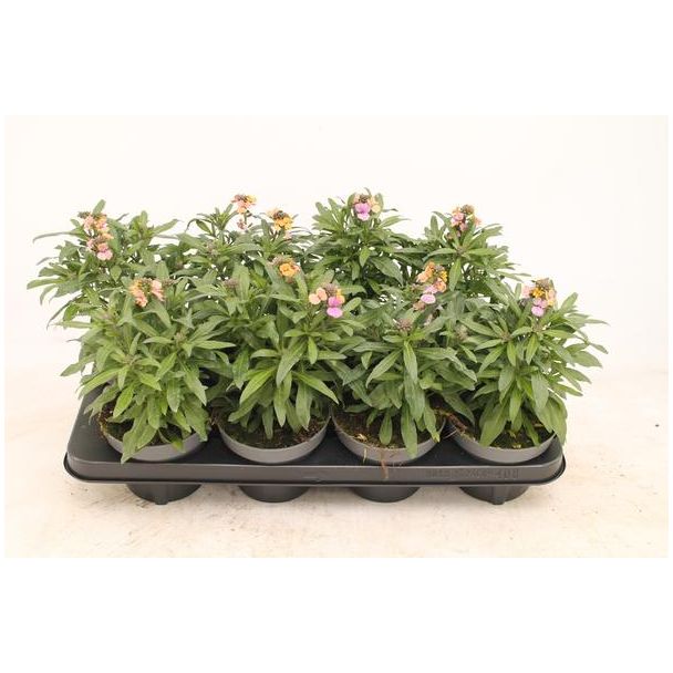 2 stuks Erysimum 'Purple Glow' - 30 cm hoog - bloeiende tuinplant - Paarse Steenraket