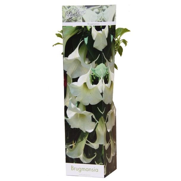 EngelenTtrompet Plant, Brugmansia Wit - Ø9cm - ↕25cm