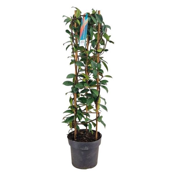 Trachelospermum Jasminoides Tower P17 - Ø17cm - ↕70cm