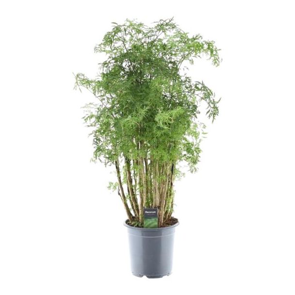 Exotische kamerplant Polyscias Hawaiiana Ming met opvallende Ming-vormige groei, 100 cm hoog, Ø24cm