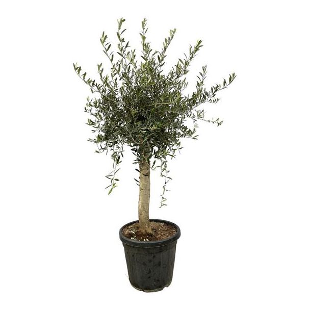 Olijfboom - Olea Lorc - Grijsgroene tuinplant - 180 cm hoog - Ø40cm - voor diverse buitenomgevingen