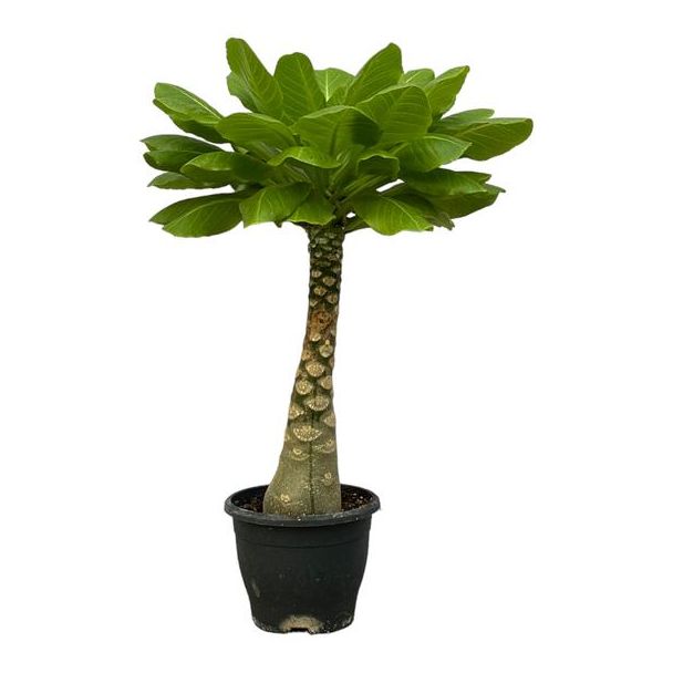 Exotische kamerplant Birghamia Insignis (Hawaiiaanse Palmboom), 30 cm hoog, Ø12cm