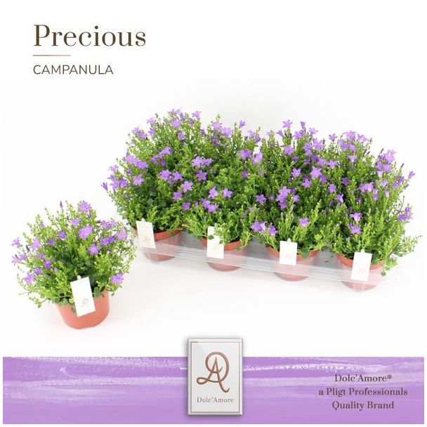 set van 4 Campanula P12 Dolc Amore® Steeketiket - Ø12cm - ↕22cm, klokjesbloem
