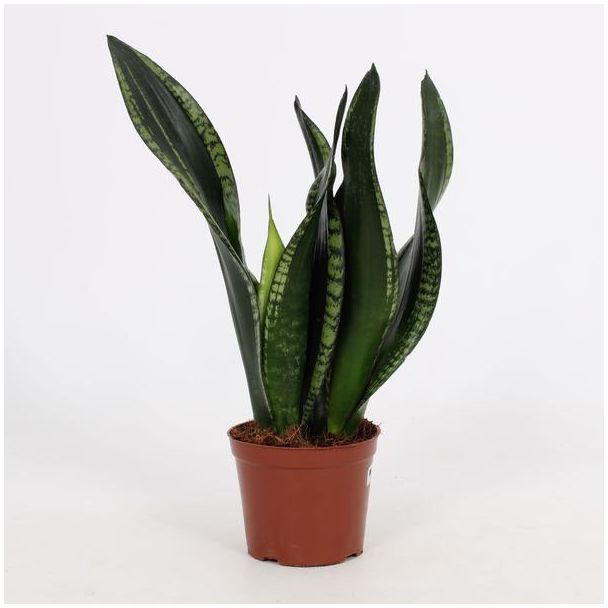 Vrouwentong, Slangenplant, rechtopstaand Groen Blad met zilverachtige strepen, Sansevieria Whitney 12cm - Ø12cm - ↕27cm