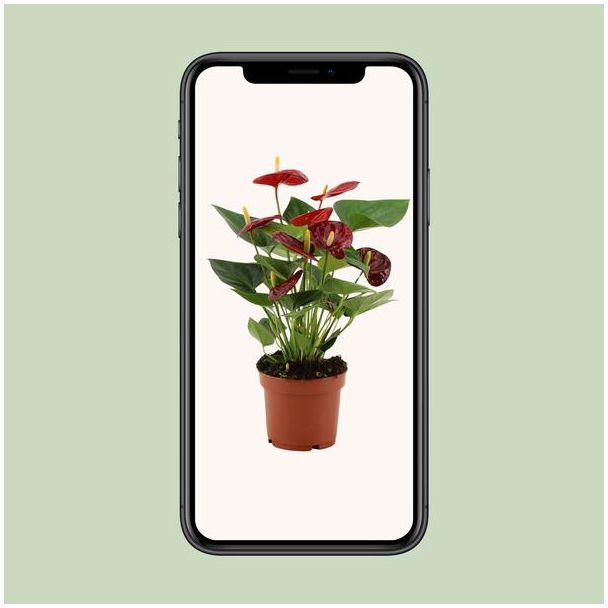 Anthurium Calon In Transparant Sleeve - Ø12cm - ↕36cm