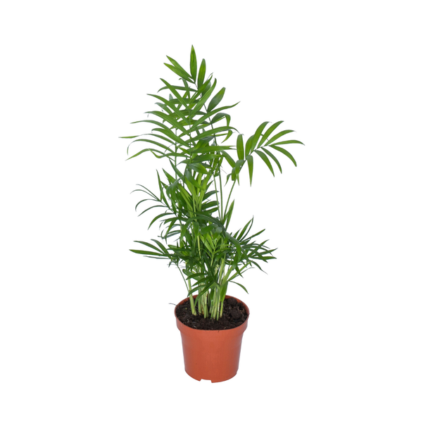 Mexicaanse Dwergpalm, Kamerplant, Palm, Chamaedorea, Ø12cm - ↕50cm