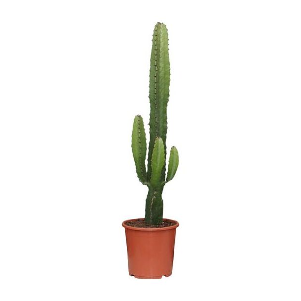 Euphorbia Acrurensis Cactus - 70 cm hoog - Woestijnachtige kamerplant Ø17cm