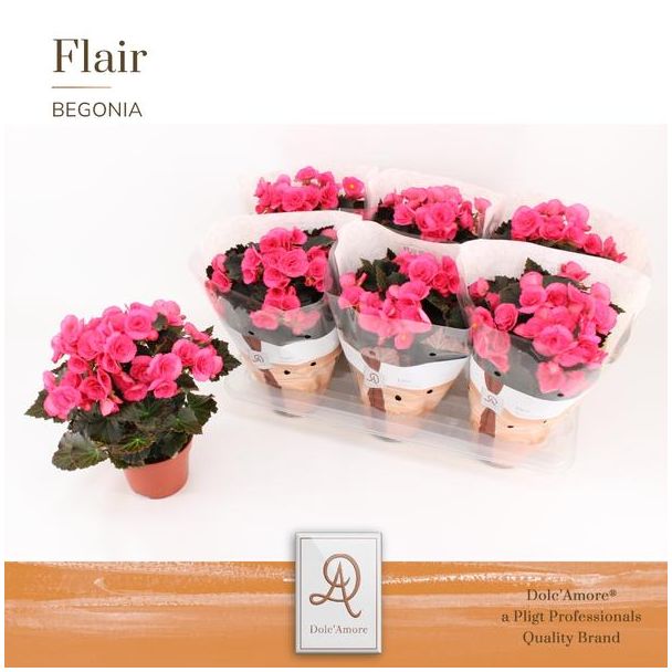 4 stuks Begonia Adonia Flair, Rose - Ø14cm - ↕31cm