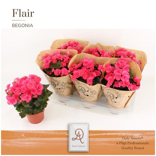 Begonia Adonia Kraft, Dieprose - Ø14cm - ↕31cm