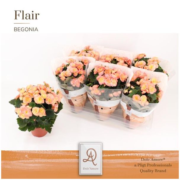 Begonia Hailey Sunset Flair - Ø14cm - ↕31cm
