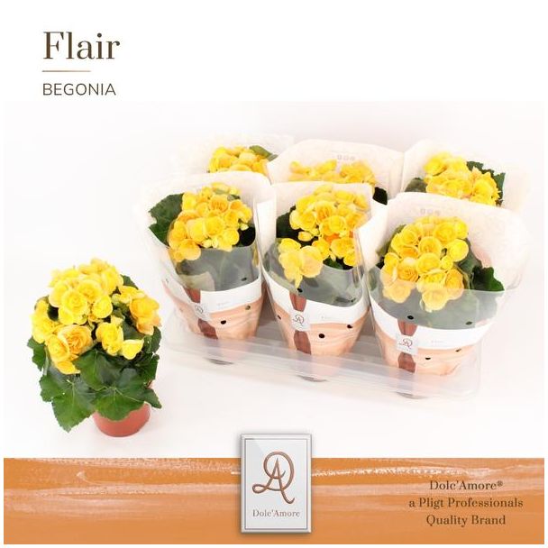 Begonia Nadine, Geel, Ø14cm - ↕31cm