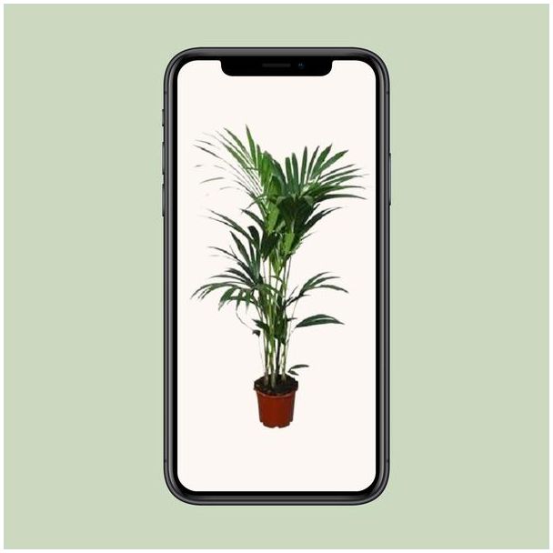 Howea forsteriana - Ø21cm - ↕120cm - Ø24 - ↨120cm