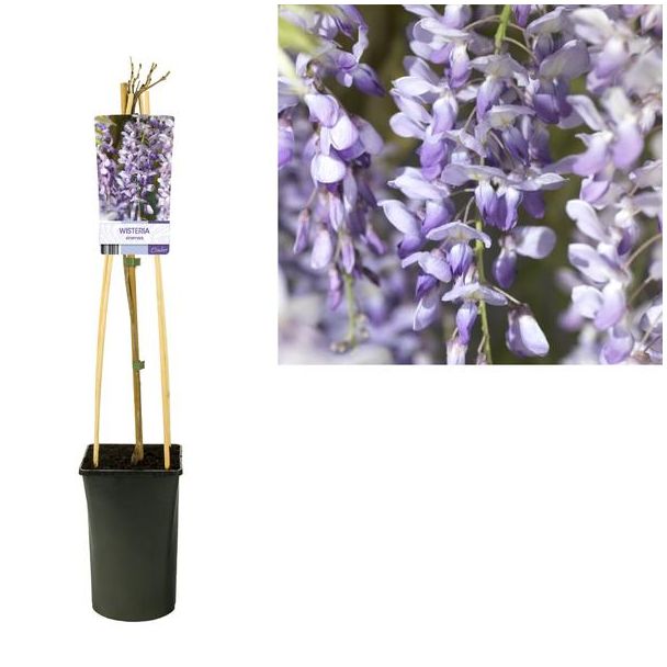 2 stuks Chinese Blauweregen Wisteria Sinensis, lichtblauw tot diep paarsblauw - Ø17cm - ↕75cm