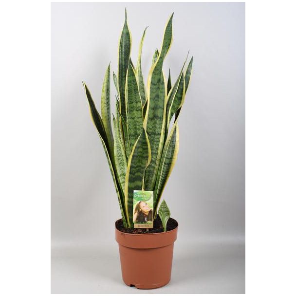 Makkelijke Groene Plant met gele randen - Sansevieria Laurentii ↕80cm - Vrouwentong