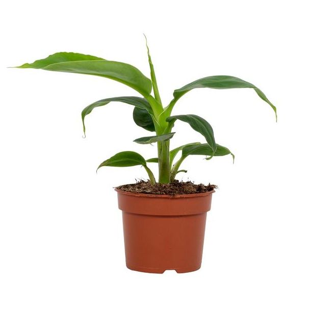 Tropicana banaan, Bananenplant - Musa Tropicana 9cm - Ø9cm - ↕27cm