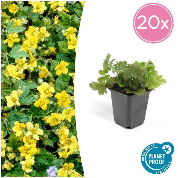 20 Suks GoudAardbei, Stralende Goudgele Bloemen,  Groenblijvende Bodembedekker,Waldsteinia Ternata - ↕10-25cm - Ø9cm