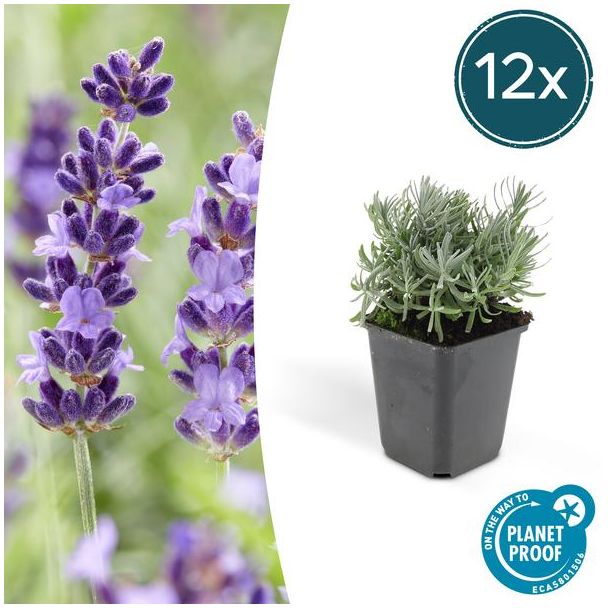 12 Stuks, Lavendel, Heerlijk Geurend Diep Paarse Bloemen, Lavandula  Hidcote  - ↕10-25cm - Ø9cm