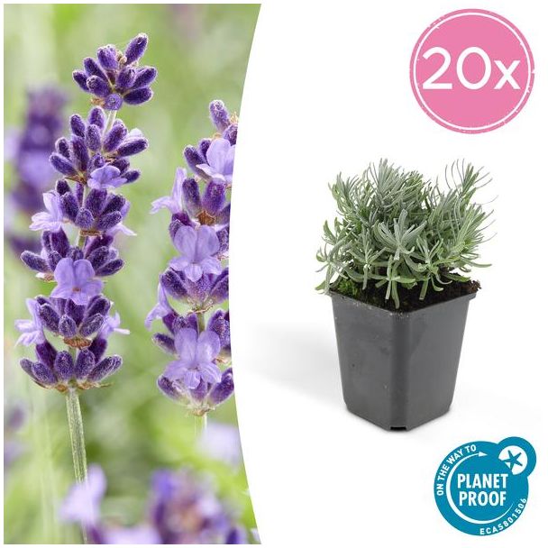 20 Stuks, Lavendel, Heerlijk Geurend Diep Paarse Bloemen, Lavandula  Hidcote  - ↕10-25cm - Ø9cm