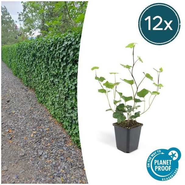 12 Stuks Klimop, Groene Klimplant, Haag, Groenblijvend, Hedera Hibernica - ↕10-25cm - Ø9cm