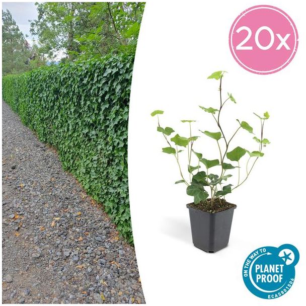 20 Stuks Klimop, Groene Klimplant, Haag, Groenblijvend, Hedera Hibernica - ↕10-25cm - Ø9cm