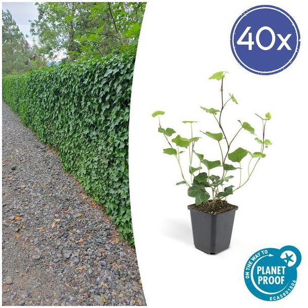 40 Stuks Klimop, Groene Klimplant, Haag, Groenblijvend, Hedera Hibernica - ↕10-25cm - Ø9cm