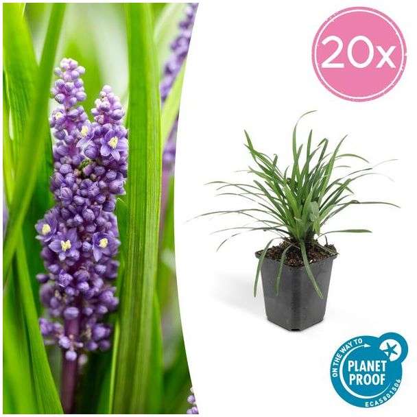 Leliegras (Liriope muscari 'Big Blue') x20, frisse bodembedekker