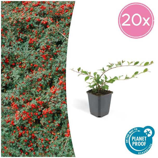 20 Stuks Dwergmispels, Veelzijdige Bodembedekker , Witte Bloemetjes, Rode Bessen in het Najaar, Cotoneaster dammeri - ↕10-25cm - Ø9cm