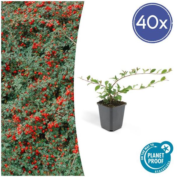 40 Stuks  Dwergmispels, Veelzijdige Bodembedekker, Witte Bloemetjes, Rode Bessen in het Najaar, Cotoneaster dammeri - ↕10-25cm - Ø9cm