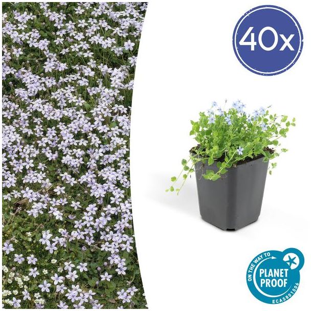 40 x Blue Star Creeper, Blauwe grondkruiper, Moeras isotoom (Isotoma fluviatilis), lage buitenplant