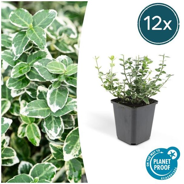 12 Stuks Kardinaalmuts, Groen met een Creme Rand, Euonymus  Emerald  n Gaity  - ↕10-25cm - Ø9cm