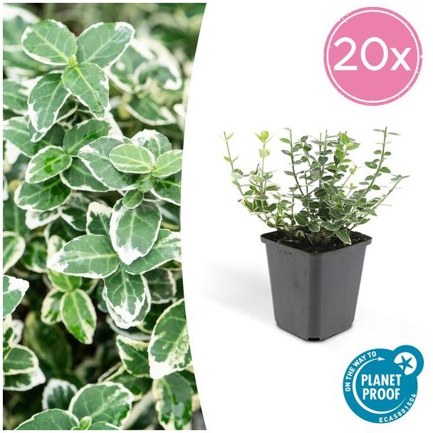 20 Stuks Kardinaalmuts, Groen Blad met een CremeKleurige rand, Euonymus  Emerald  n Gaity  - ↕10-25cm - Ø9cm