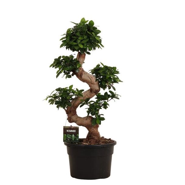 Kamerplant Chinese banyan 110 cm hoog, Ø26cm