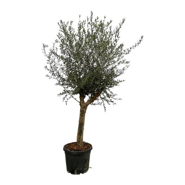 Olijfboom, ongeveer 220 cm hoog en 45 cm diameter, weinig onderhoud nodig.
