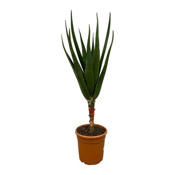 Vetplant voor binnen Aloë Barberae, 140 cm hoog, Ø30cm