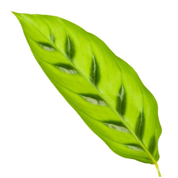 Lichtgroene kamerplant Calathea Leopardina, Ø12cm, 40 cm hoog