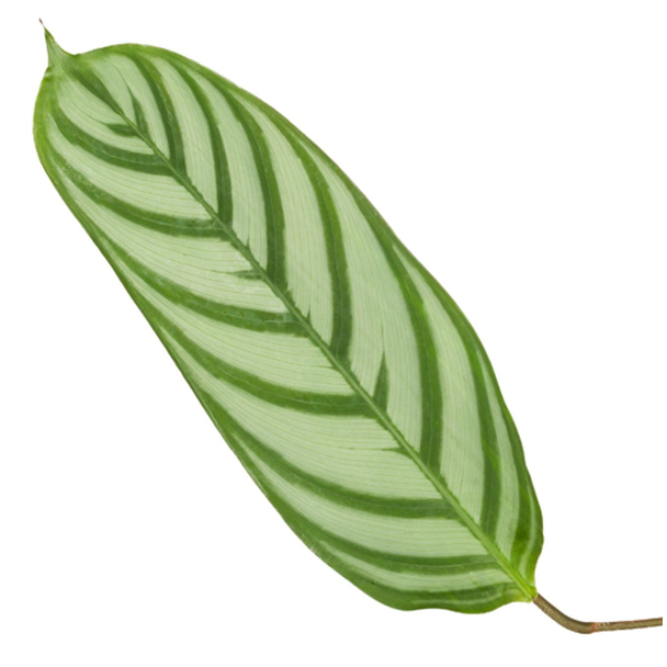 80 cm hoge Calathea Compactstar pauwenplant voor in uw woning, Ø19 cm