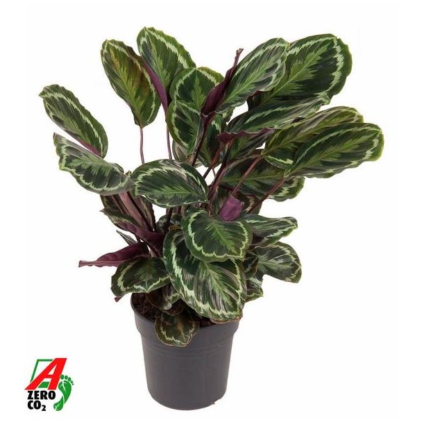 Opvallende kamerplant Calathea Medallion van ca. 80 cm, Ø19cm