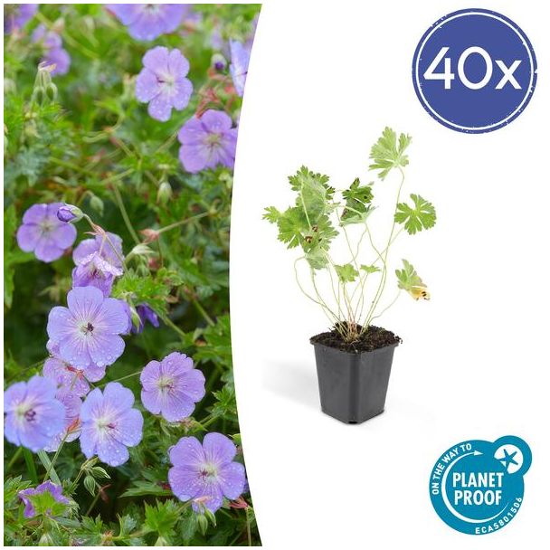 40 Stuks Ooievaarsbek, Lilakleurige Bloemen van mei tot ver in het najaar! Geranium Rozanne - ↕10-25cm - Ø9cm
