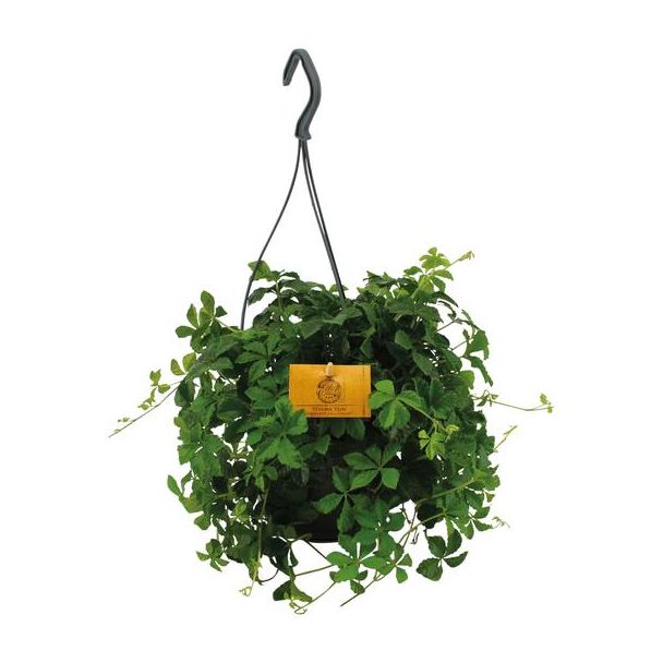 Parthenocissus Striatha: Verfrissende Groene Hangplant in Ø15cm Pot - Ideaal voor Iedere Ruimte