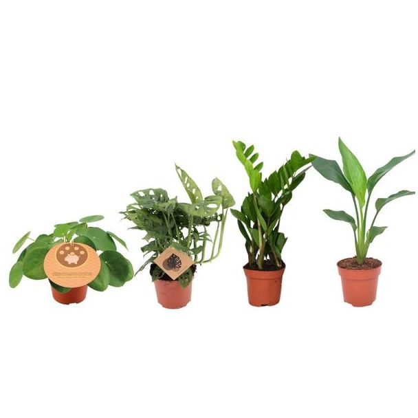 Musthave Plantenbox - 4 stuks - Ø12cm - ↕20-40cm 